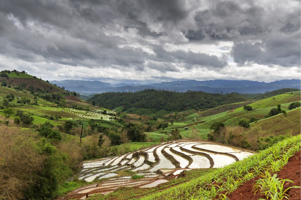 A rice paddy in Thailand during the rainy season