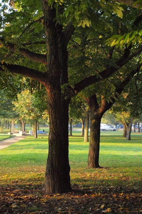 Trees in park
