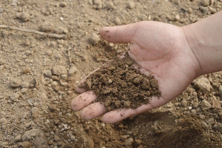Hand examining soil