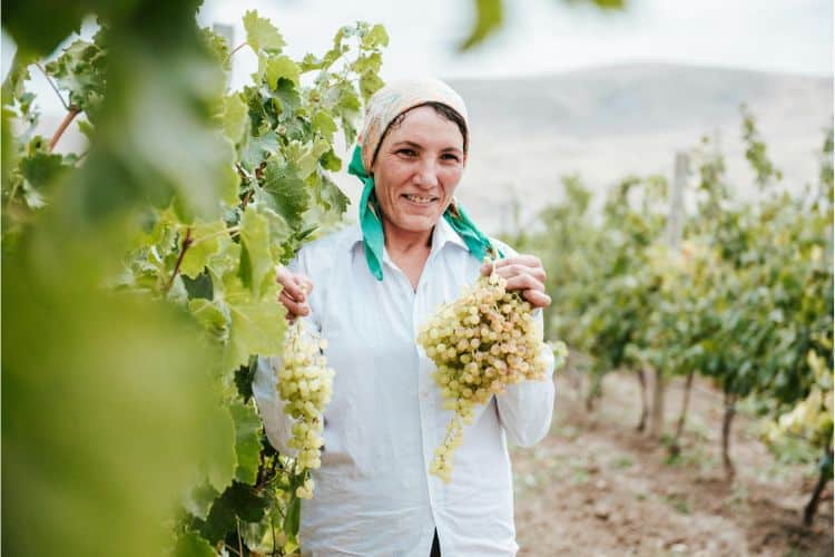 Woman in vineyard holding bunch of grapes