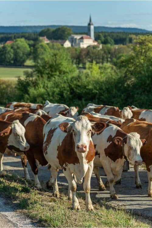 Montbeliarde cows in the Jura region of France