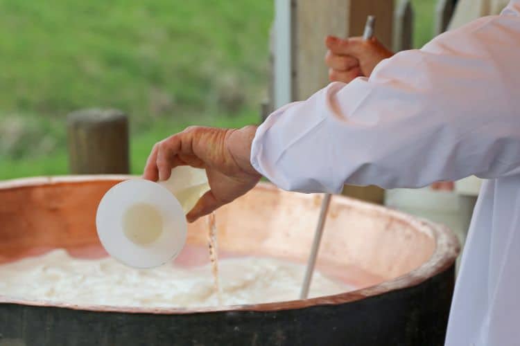 A cheesemaker pouring rennet into milk to make cheese. In the background, green grass