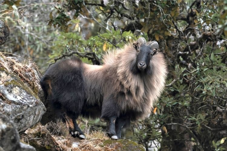 Himalayan Tahr