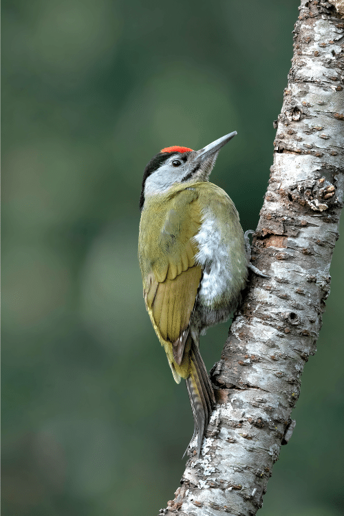Bird woodpecker Uttarakhand India