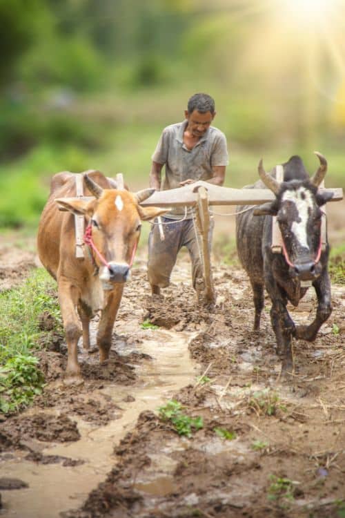 Farmer in Uttarakhand