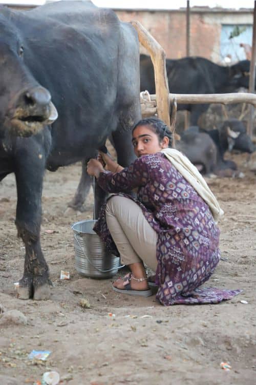 Woman in India Milking Buffalo