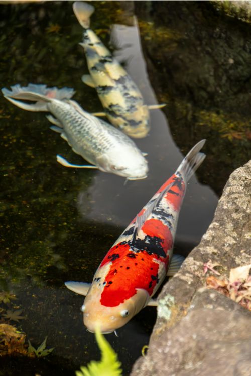 Koi fish in a pond