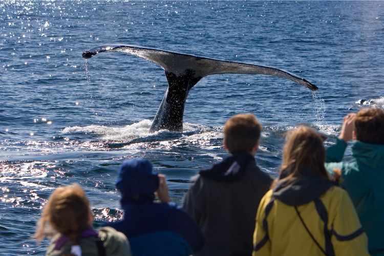 People whale watching, the tail of a whale protruding from the sea