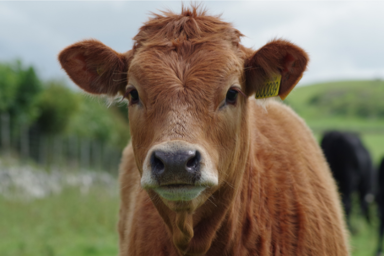 A golden-brown cow looks directly at the camera