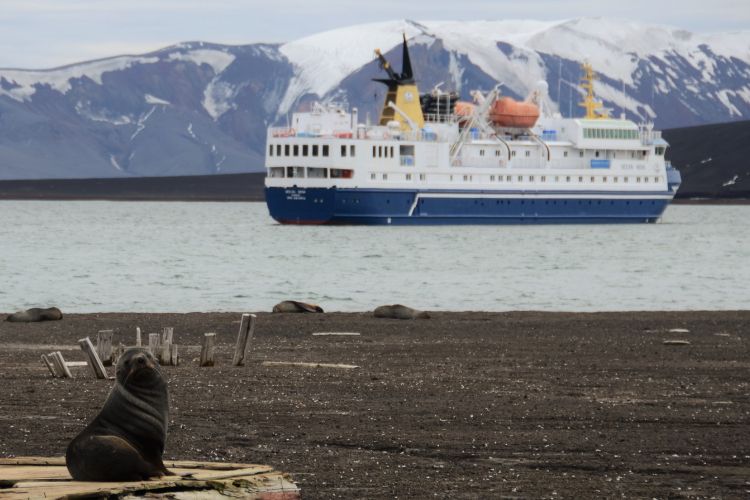 Cruise ship in Antarctica in the middle ground. In the foreground, a seal looks at the camera