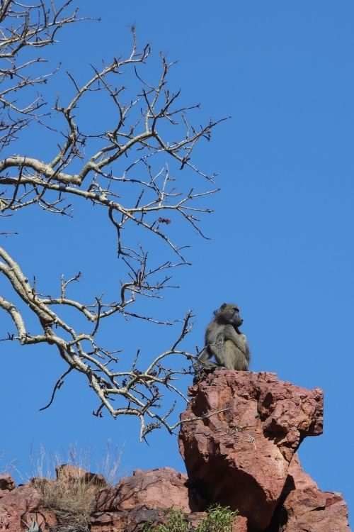 Monkey Soutpansberg