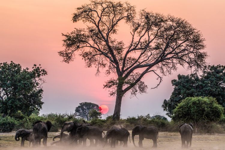 Elephants at sunset in Zimbabwe